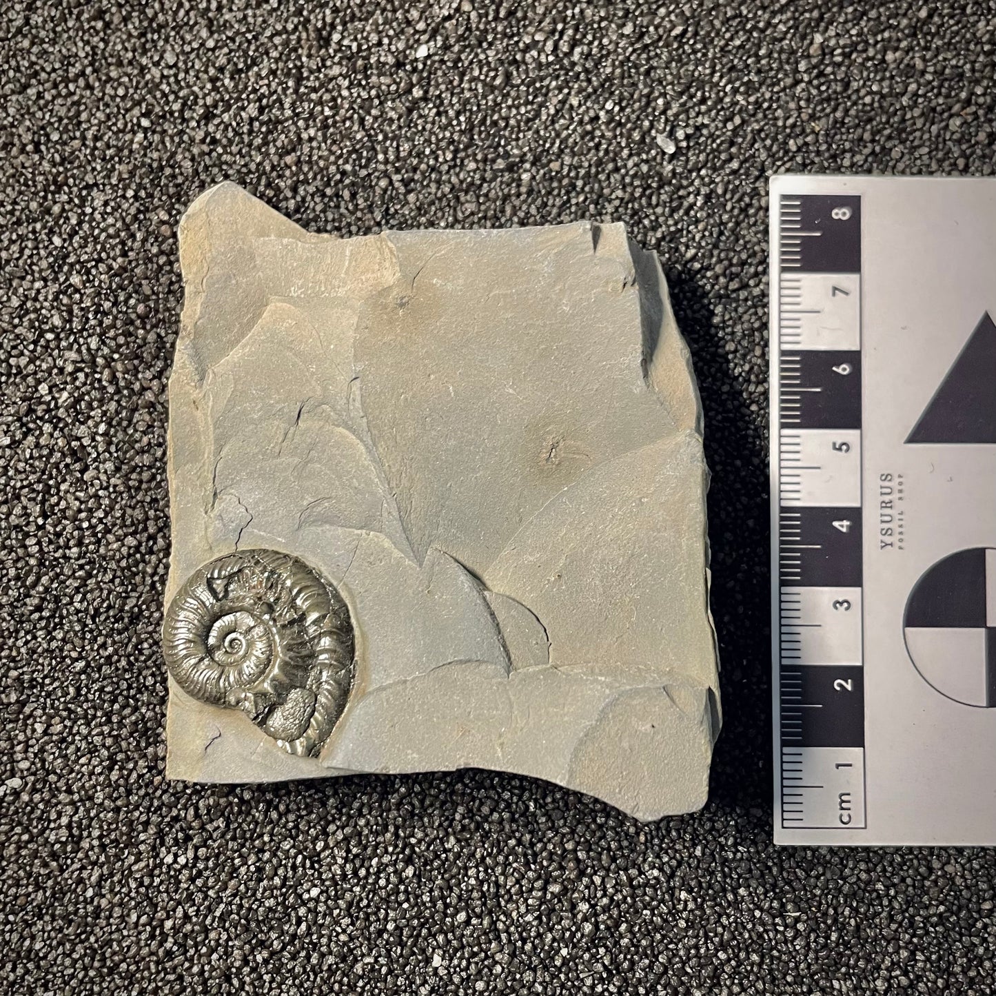 F2171 | Ammonite | Graphoceratidae indet.