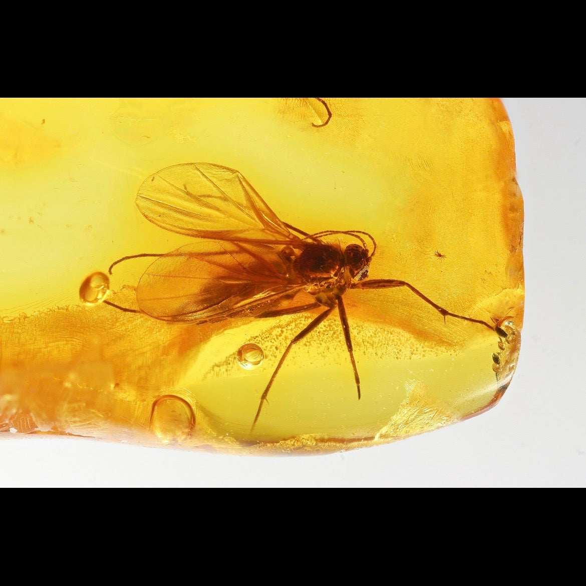 F2850 | Ambra con inclusione | Keroplatidae indet.