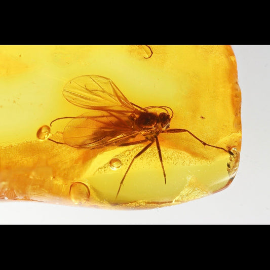 F2850 | Ambra con inclusione | Keroplatidae indet.