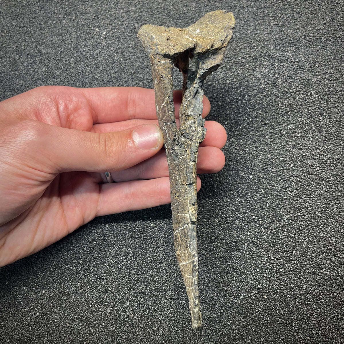 F3061 | RARO | Dinosauro | Allosaurus sp.