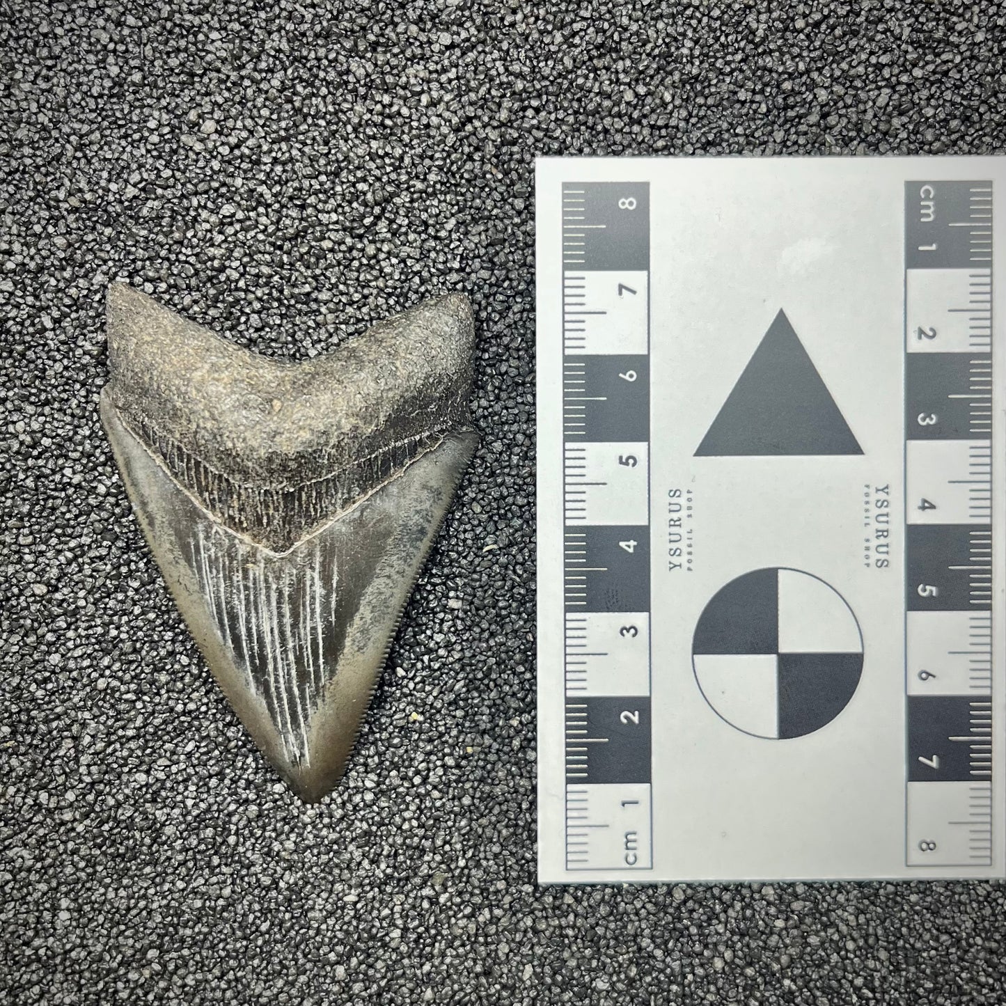 F2869 | Squalo | Otodus megalodon