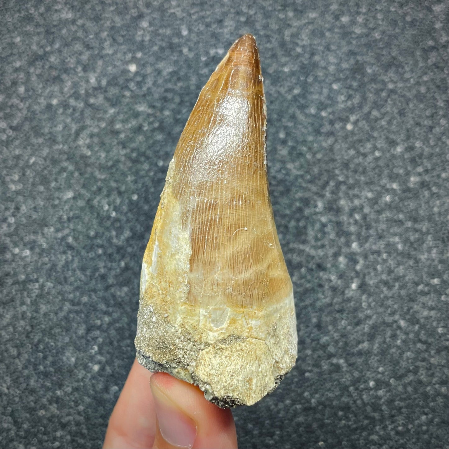F2692 | Mosasauro | Prognathodon sp.