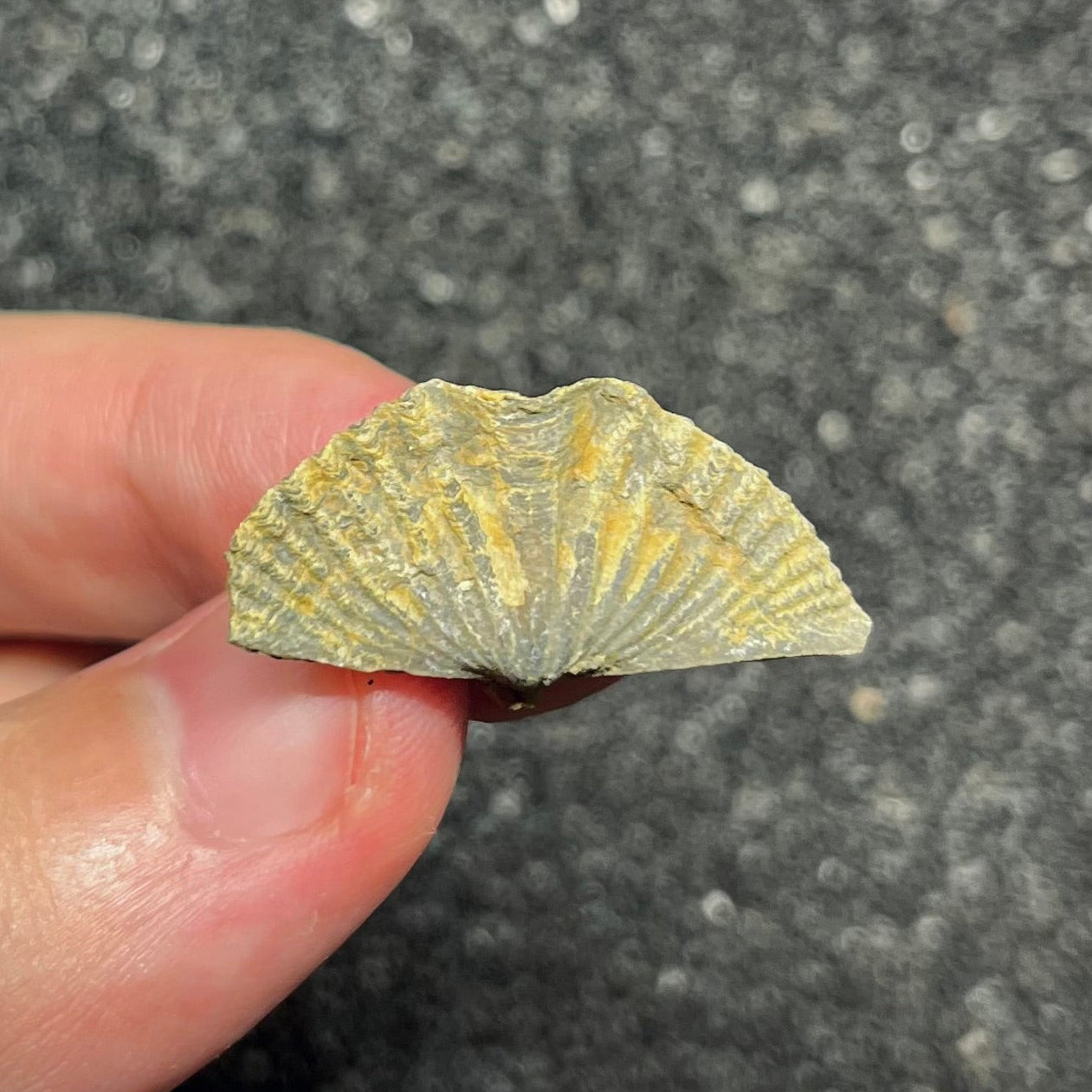 F2950 | Brachiopode | Brachiopoda indet.