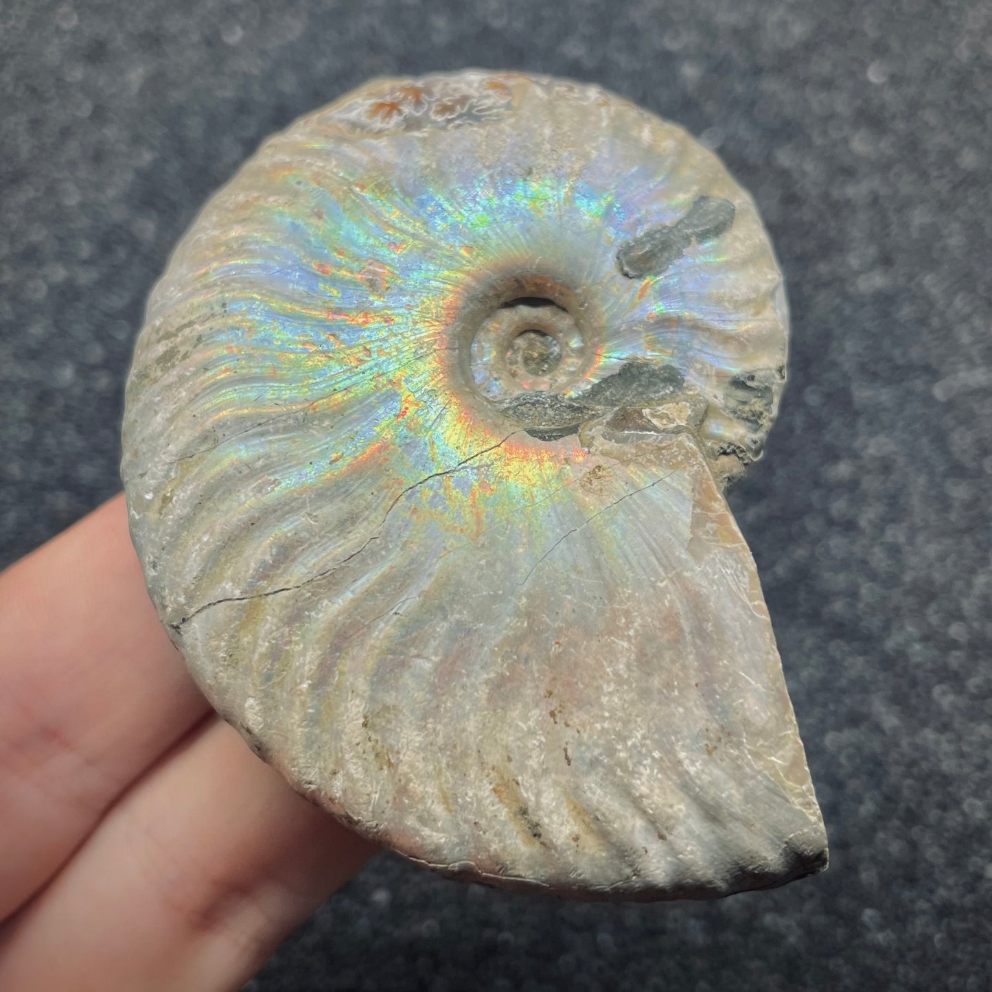 F2649 | Ammonite | Cleoniceras sp.