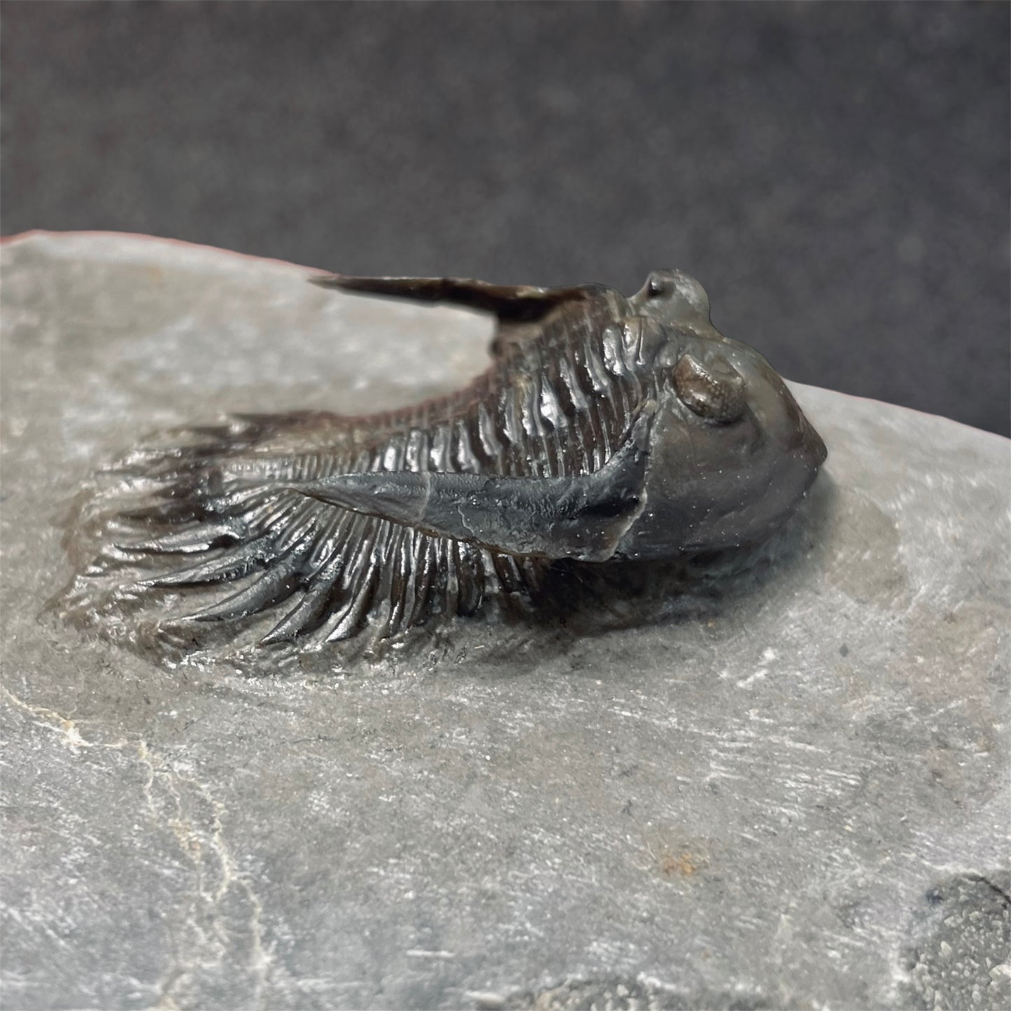 F2587 | Trilobite | Mrakibina cattoi