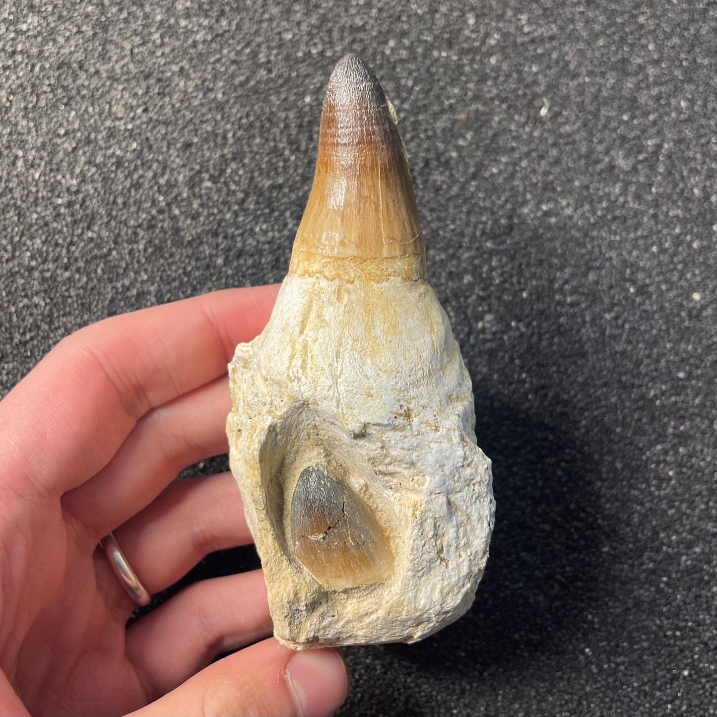 F2209 | Mosasauro | Prognathodon sp.