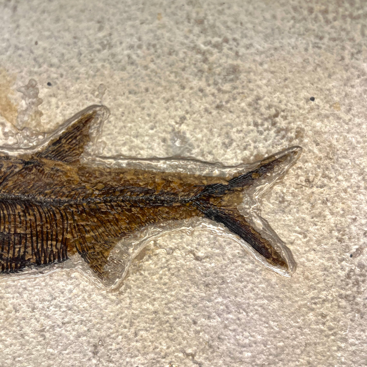 F3071 | Pesce | Diplomystus dentatus