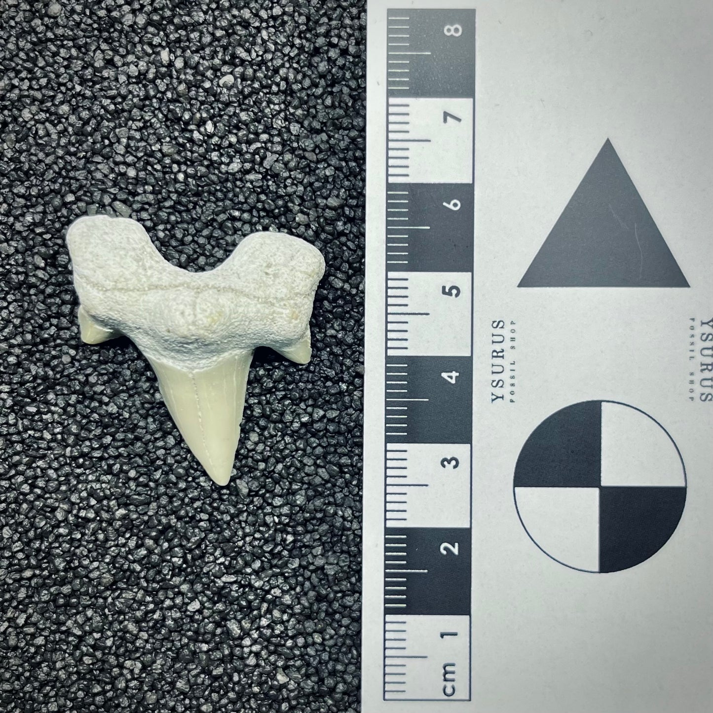 F2753 | Squalo | Otodus obliquus