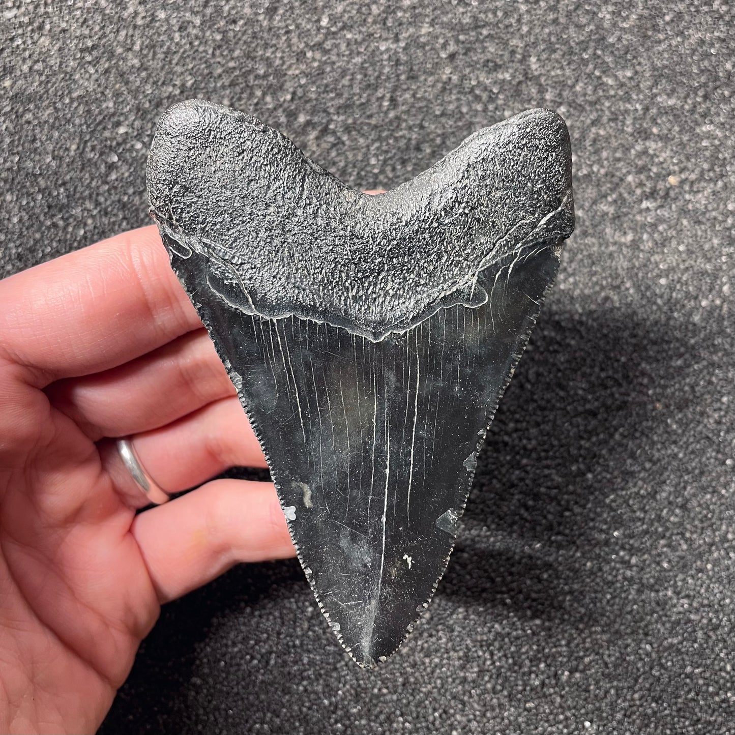 F2437 | Squalo | Otodus megalodon