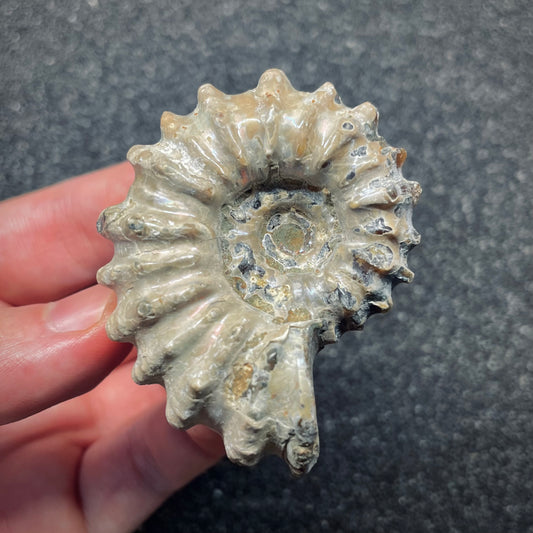 F2660 | Ammonite | Douvilleiceras sp.