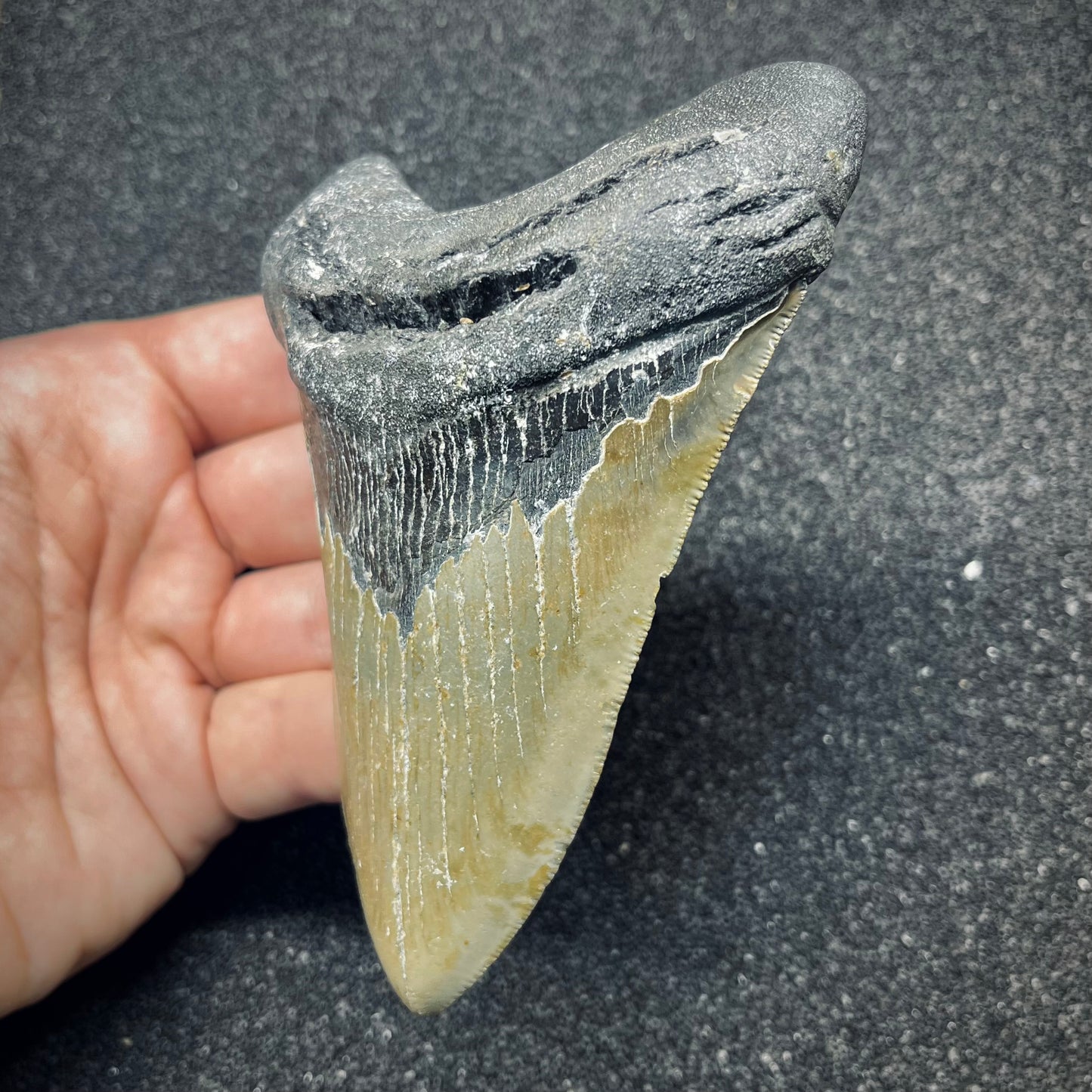 F2774 | Squalo | Otodus megalodon