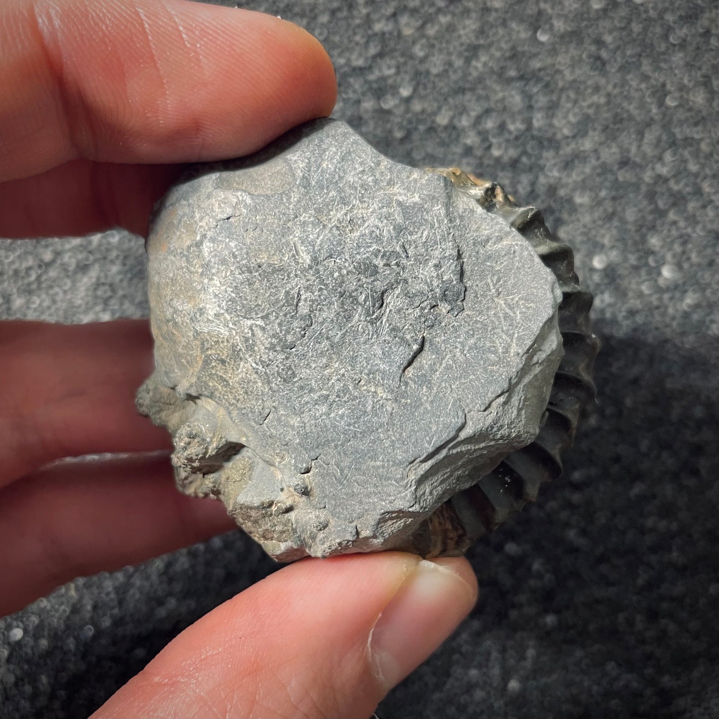 F2560 | Ammonite | Pleuroceras spinatum