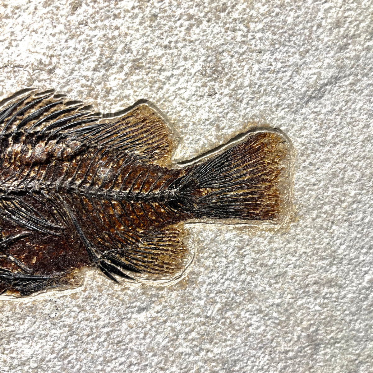 F3064 | Pesce | Cockerellites liops