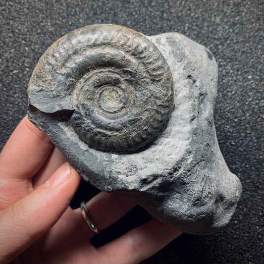 F823 | Ammonite | Hildoceras sp.