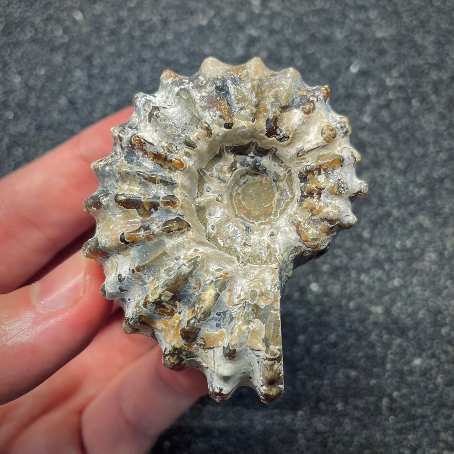 F2657 | Ammonite | Douvilleiceras sp.