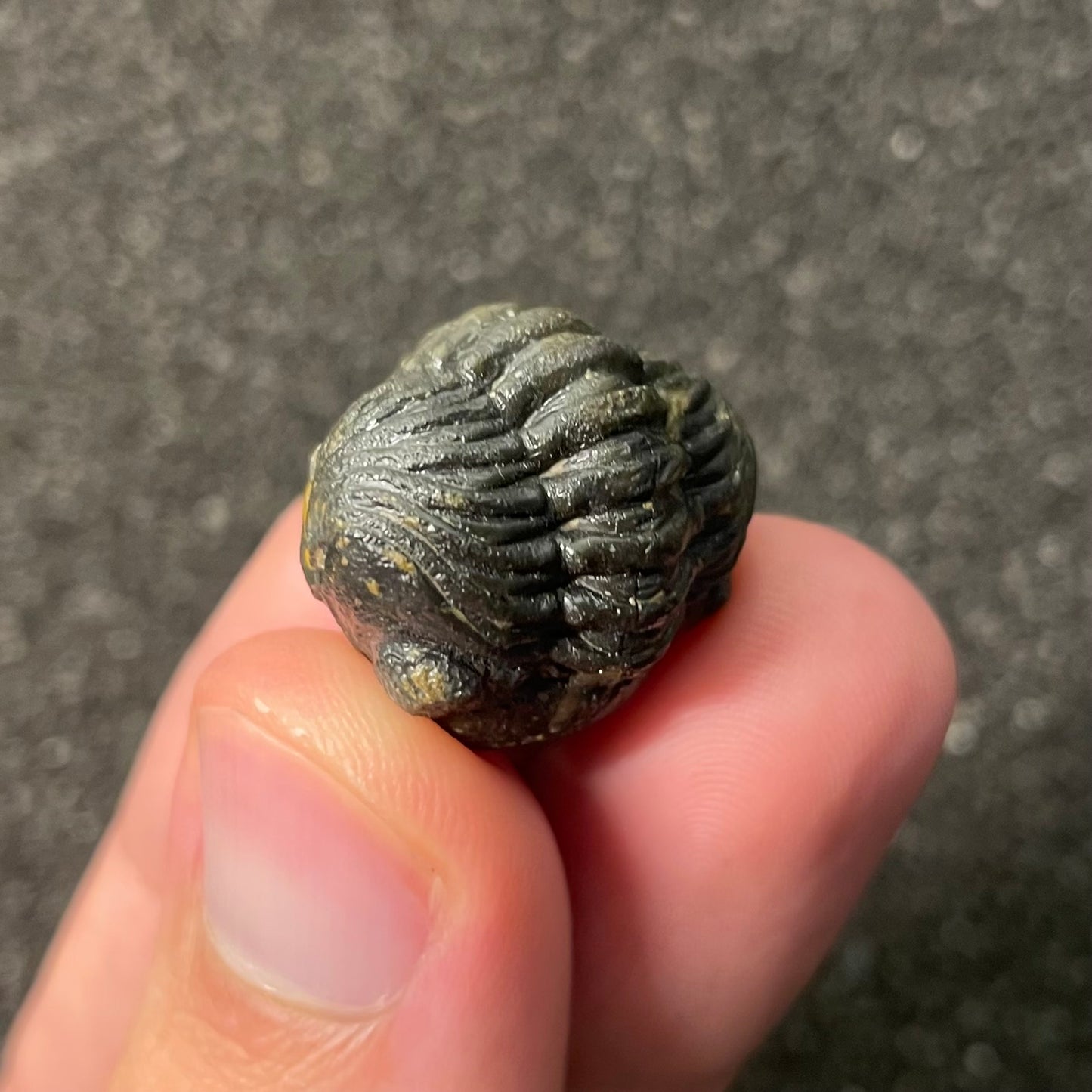 F2598 | Trilobite | Phacopidae indet.