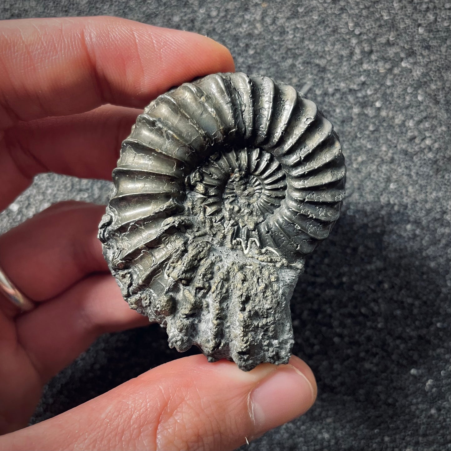 F2562 | Ammonite | Pleuroceras spinatum