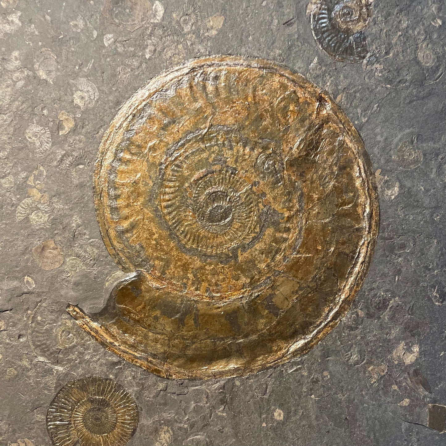 F2000 | Ammonite | Hildoceras sp.