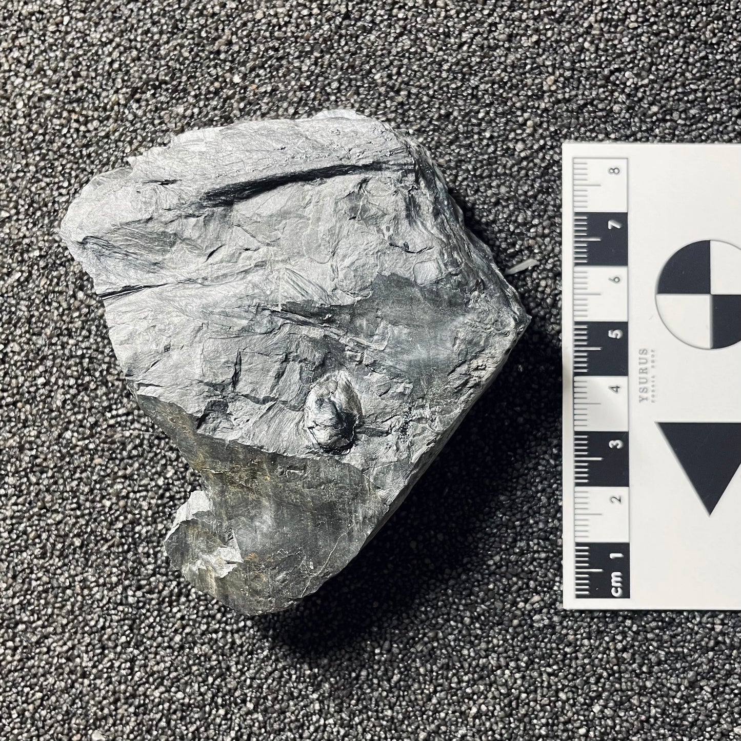 F2492 | Pianta | Seme