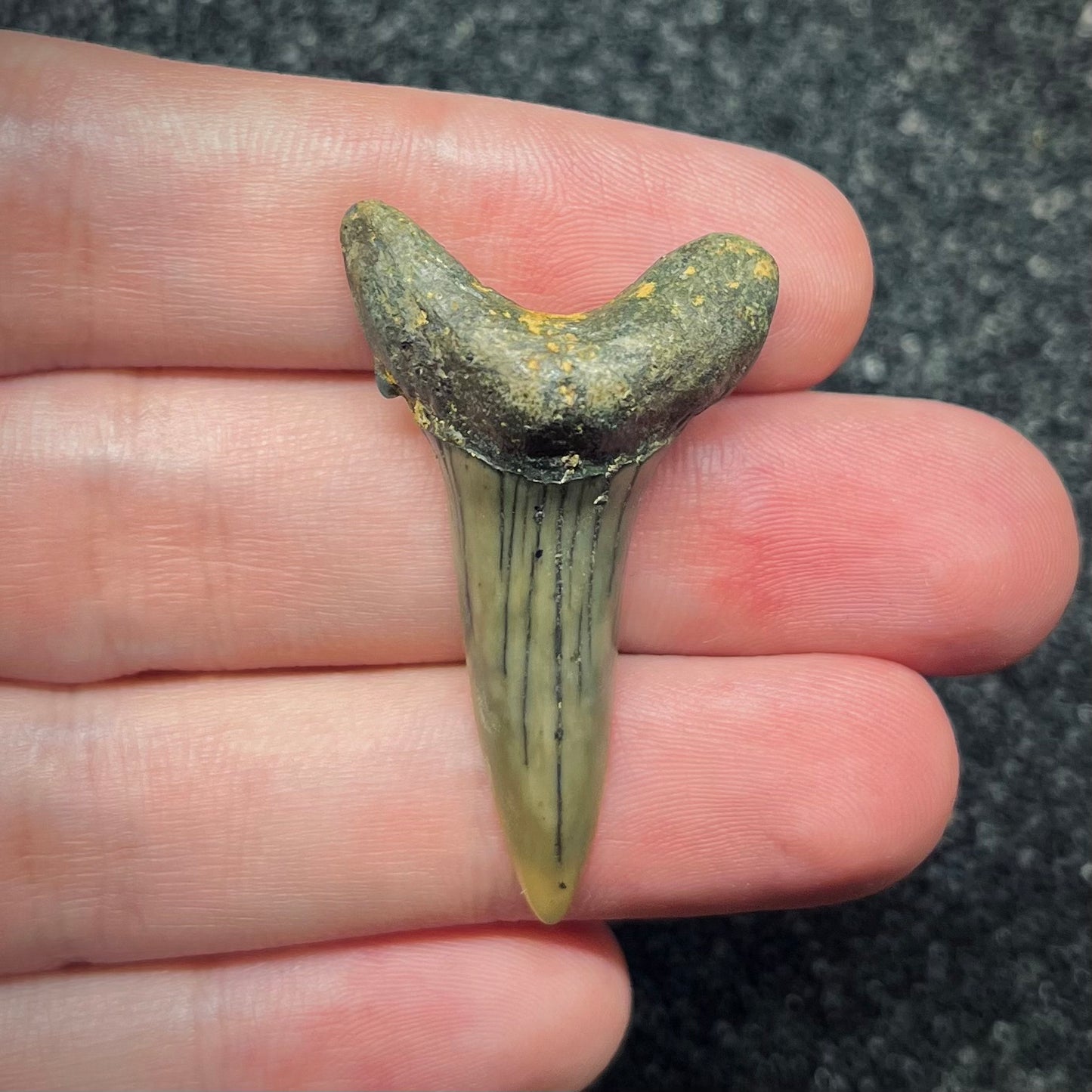 F2739 | Squalo | Odontaspididae indet.