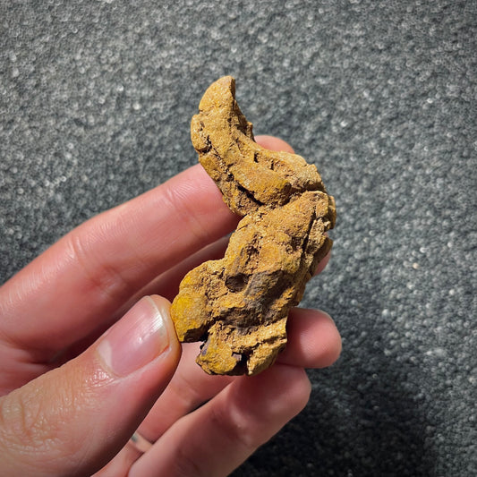 F2072 | Coprolite - Cololite | Testuggine