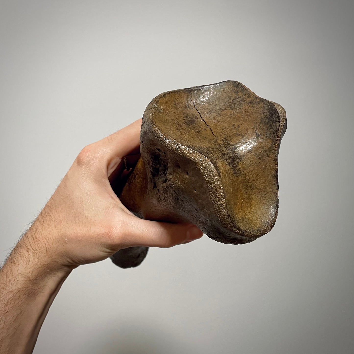 F2444 | Rinoceronte lanoso | Coelodonta sp.