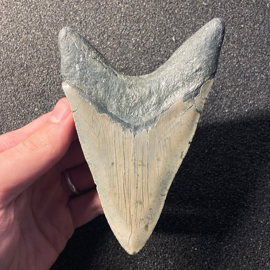 F2452 | Squalo | Otodus megalodon