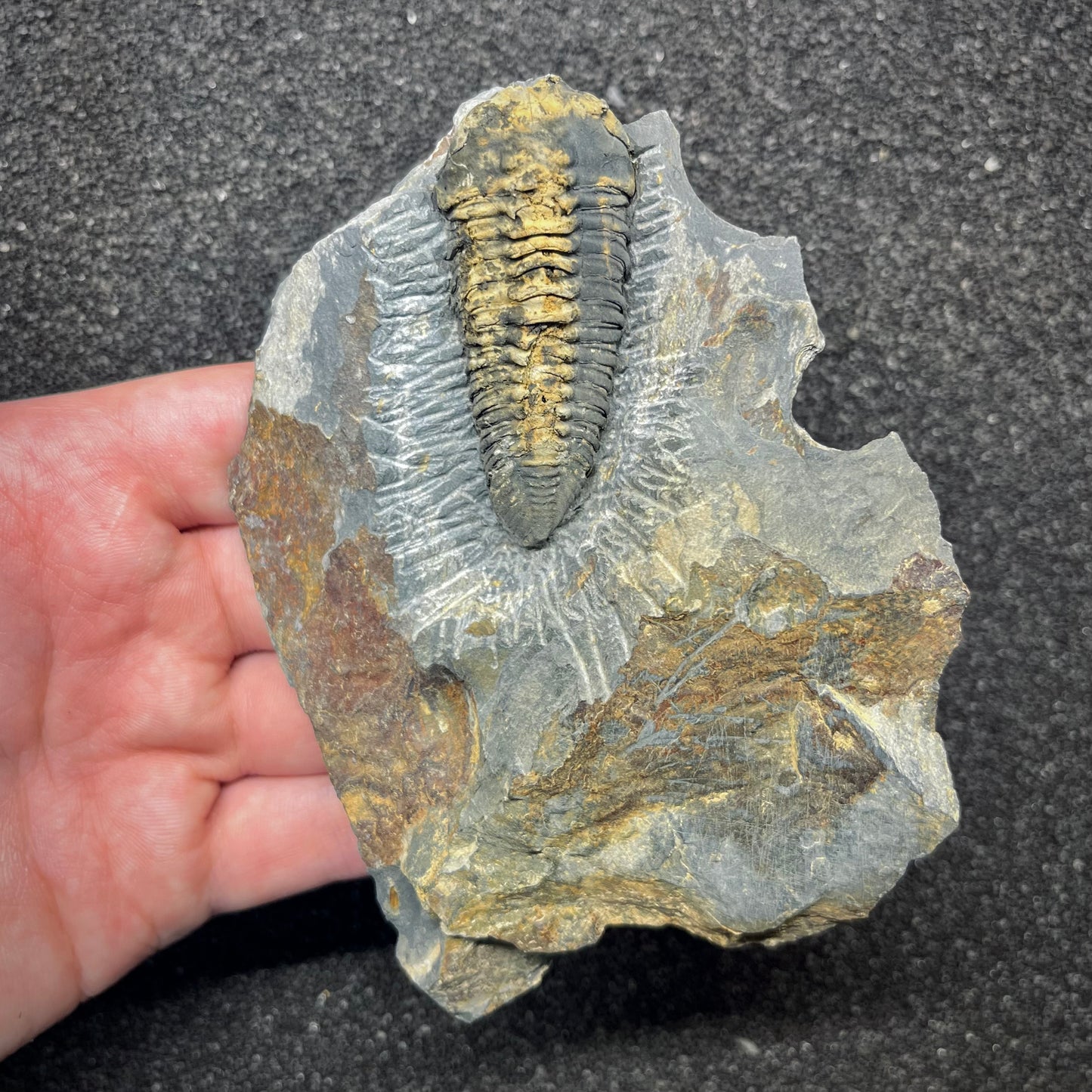 F2941 | Trilobite | Neseuretus tristani