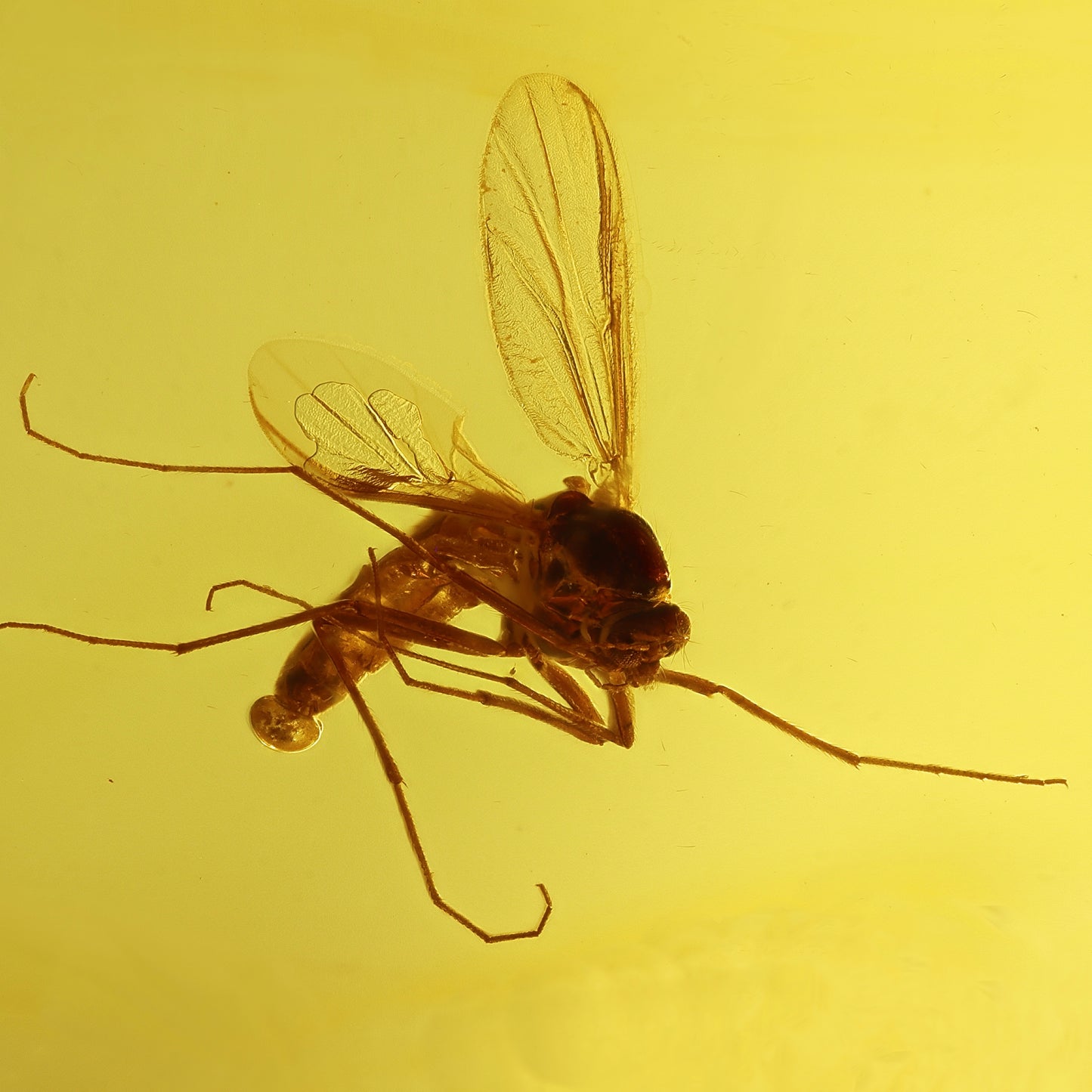 F2089 | Ambra con inclusione | Chironomidae indet.