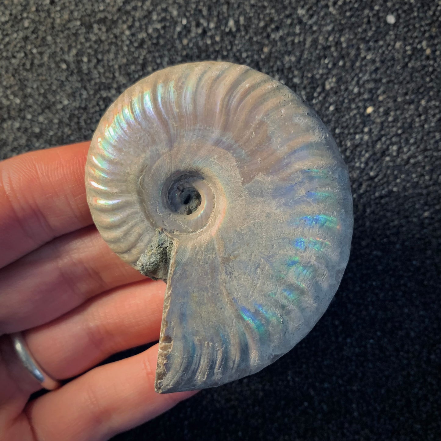 F454 | Ammonite | Cleoniceras sp.