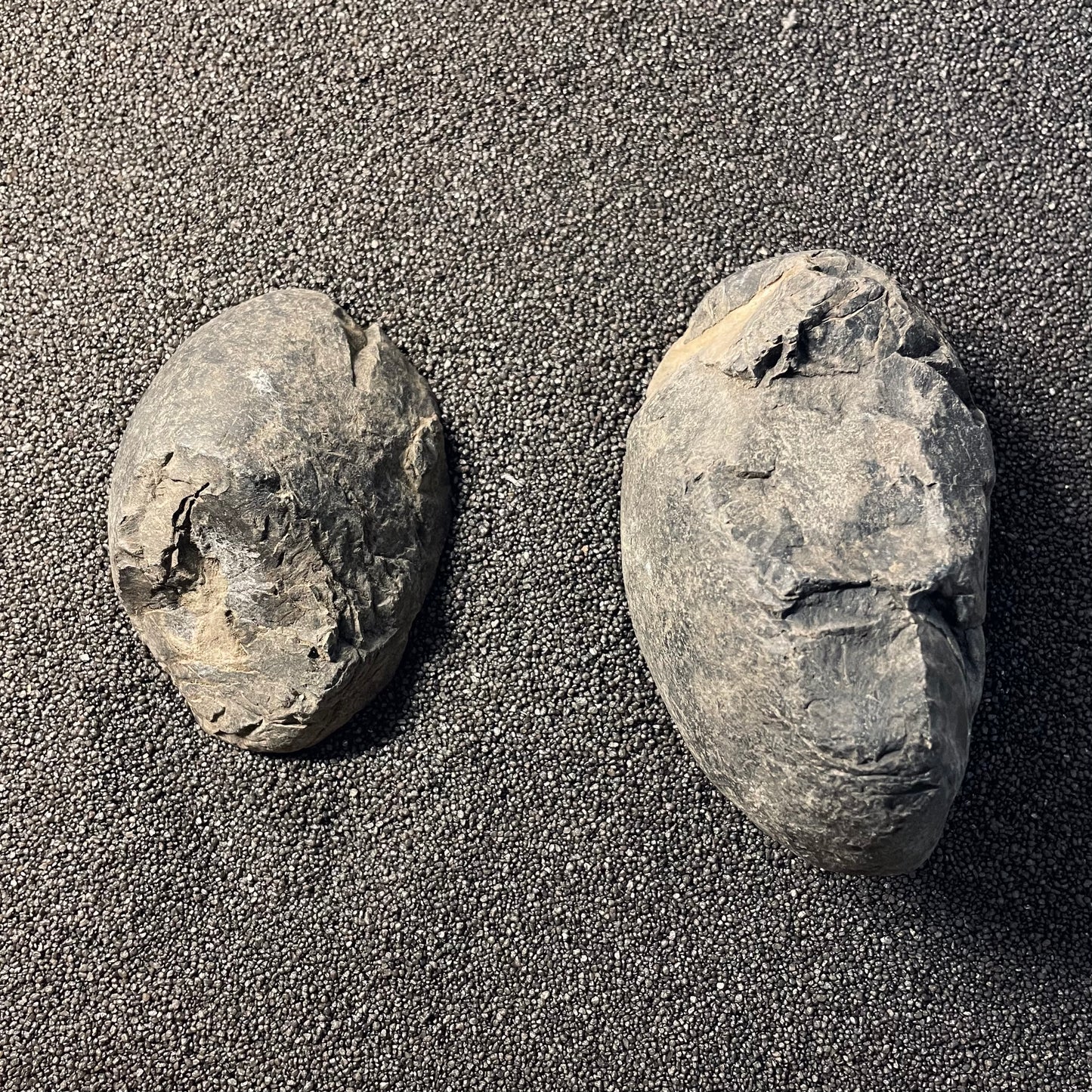 F2380 | Ammonite | Perisphinctidae indet.