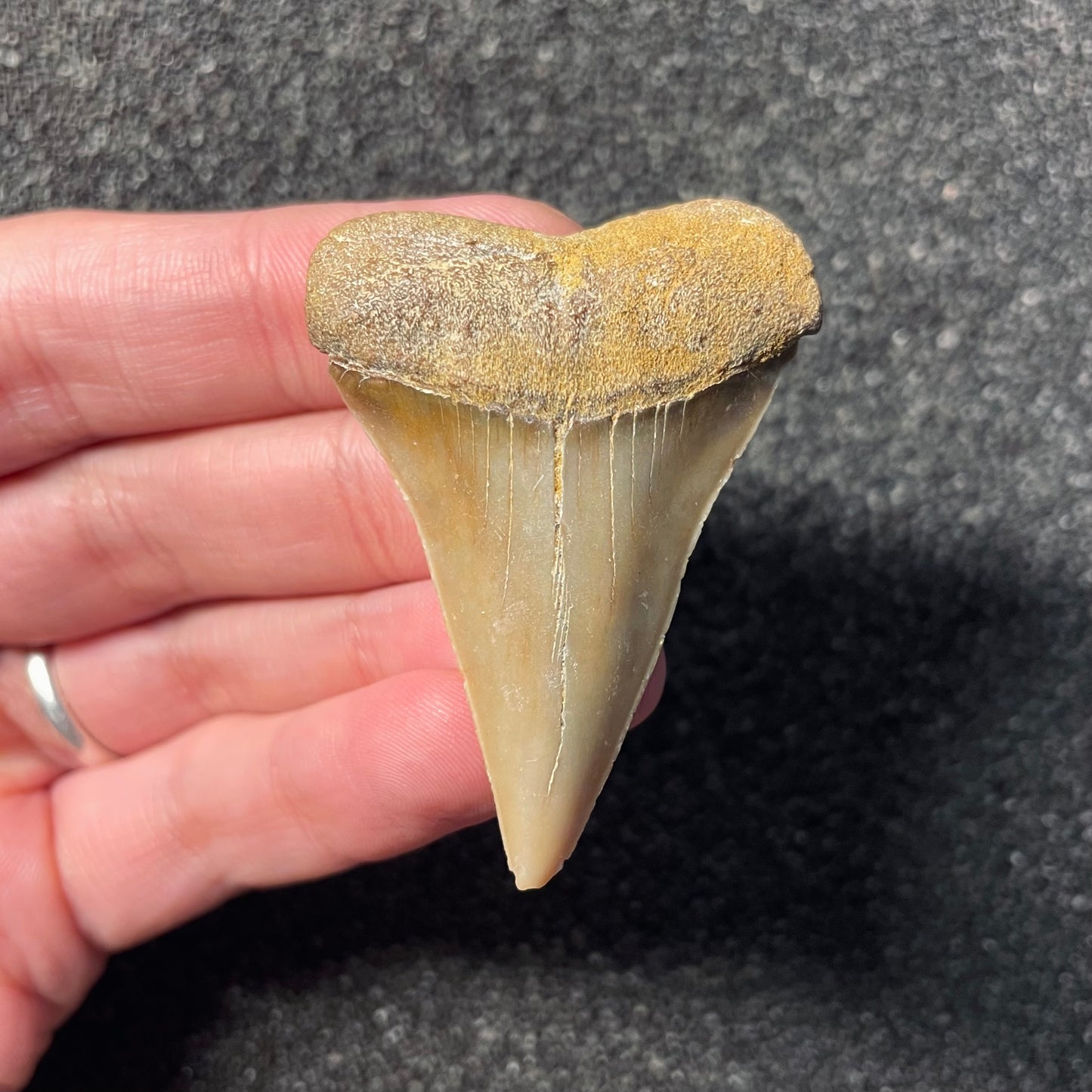 F2313 | Squalo | Carcharodon hastalis