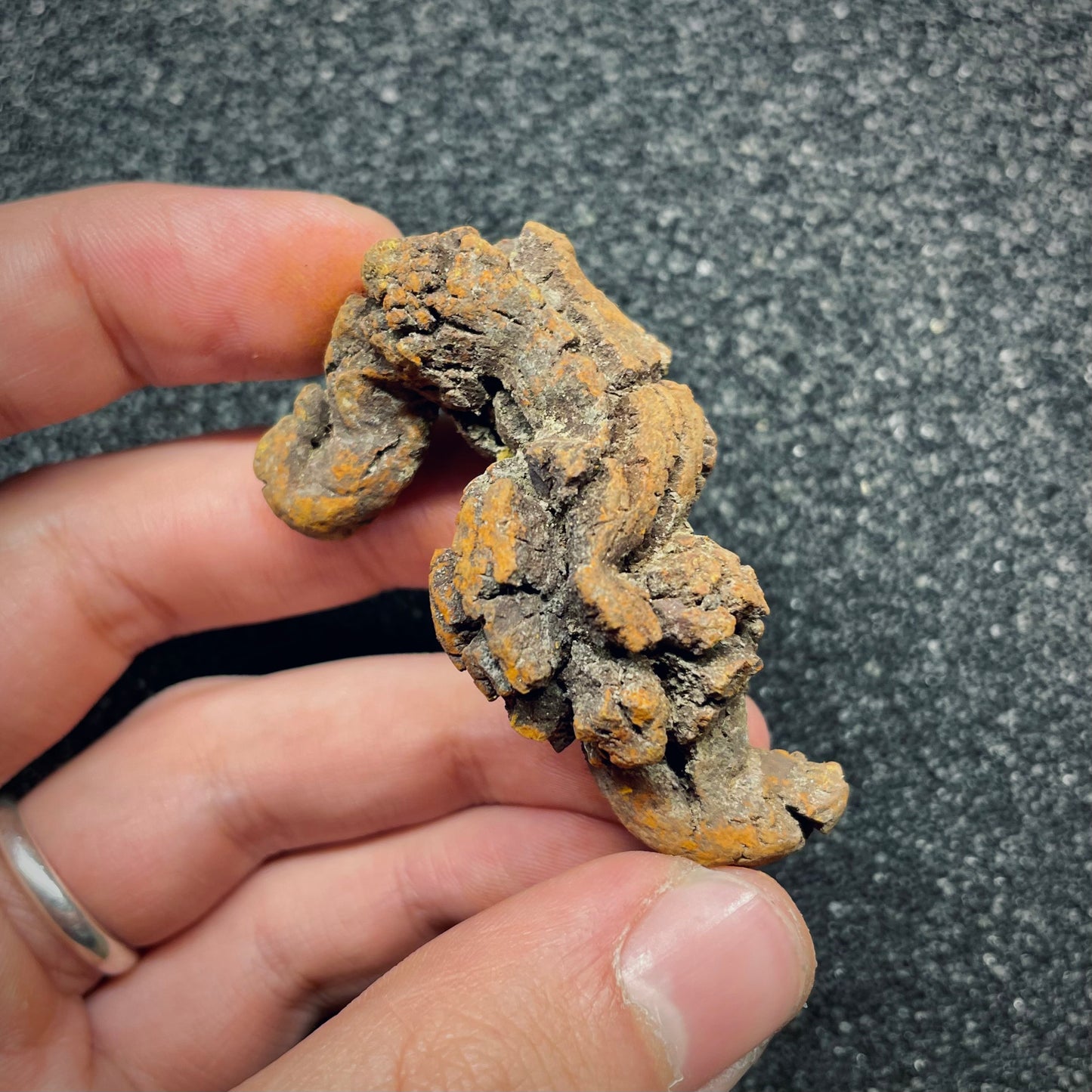F2764 | Coprolite - Cololite | Testuggine