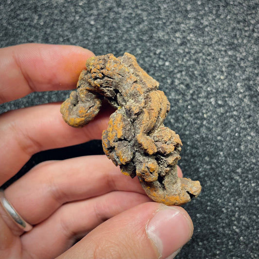 F2764 | Coprolite - Cololite | Testuggine