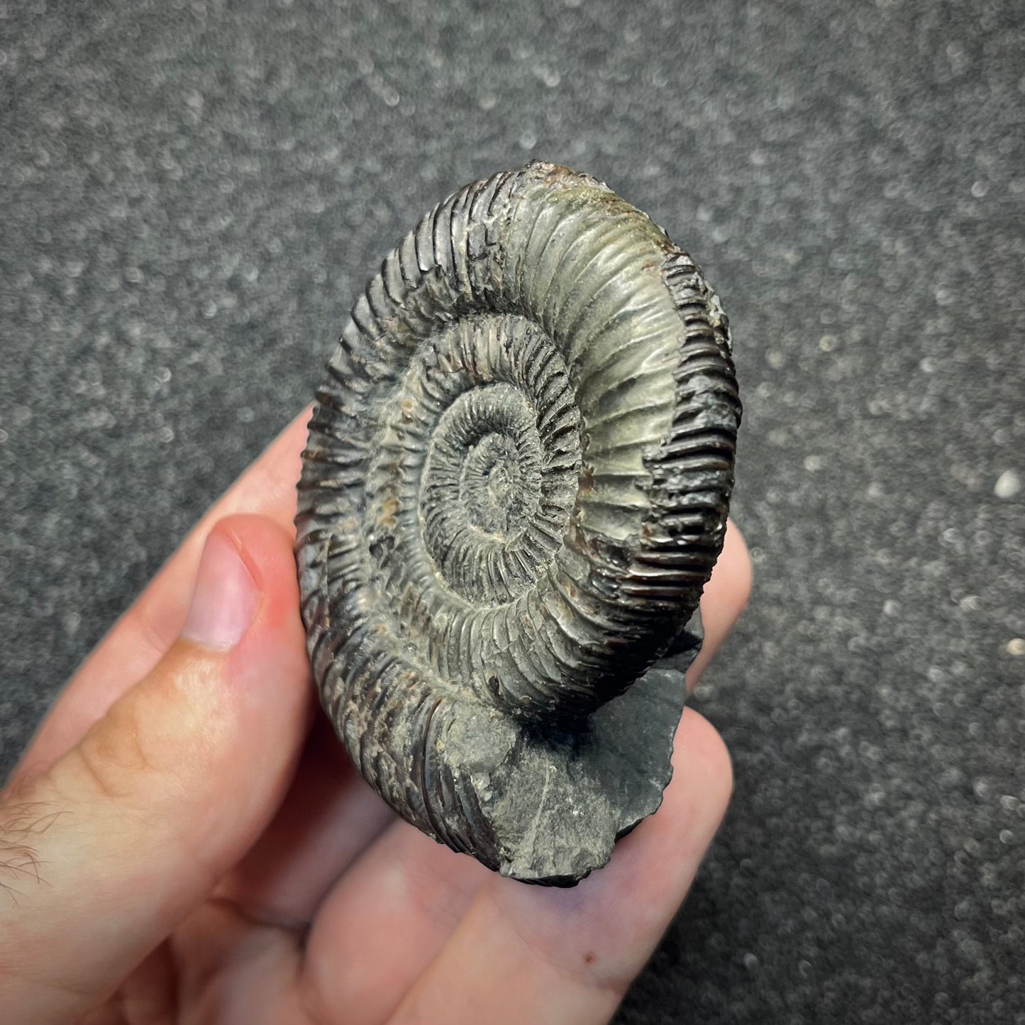 F2821 | Ammonite | Dactylioceratidae indet.