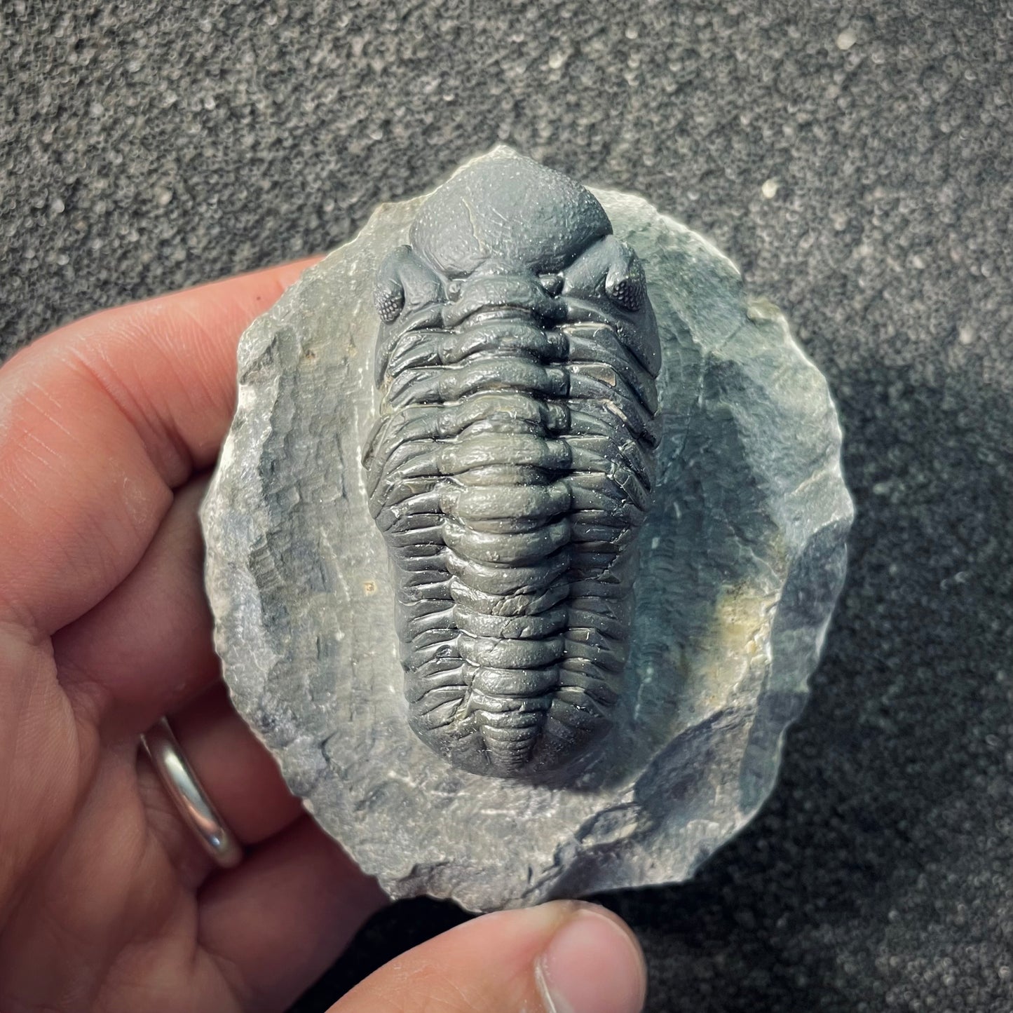 F2608 | Trilobite | Phacopidae indet.