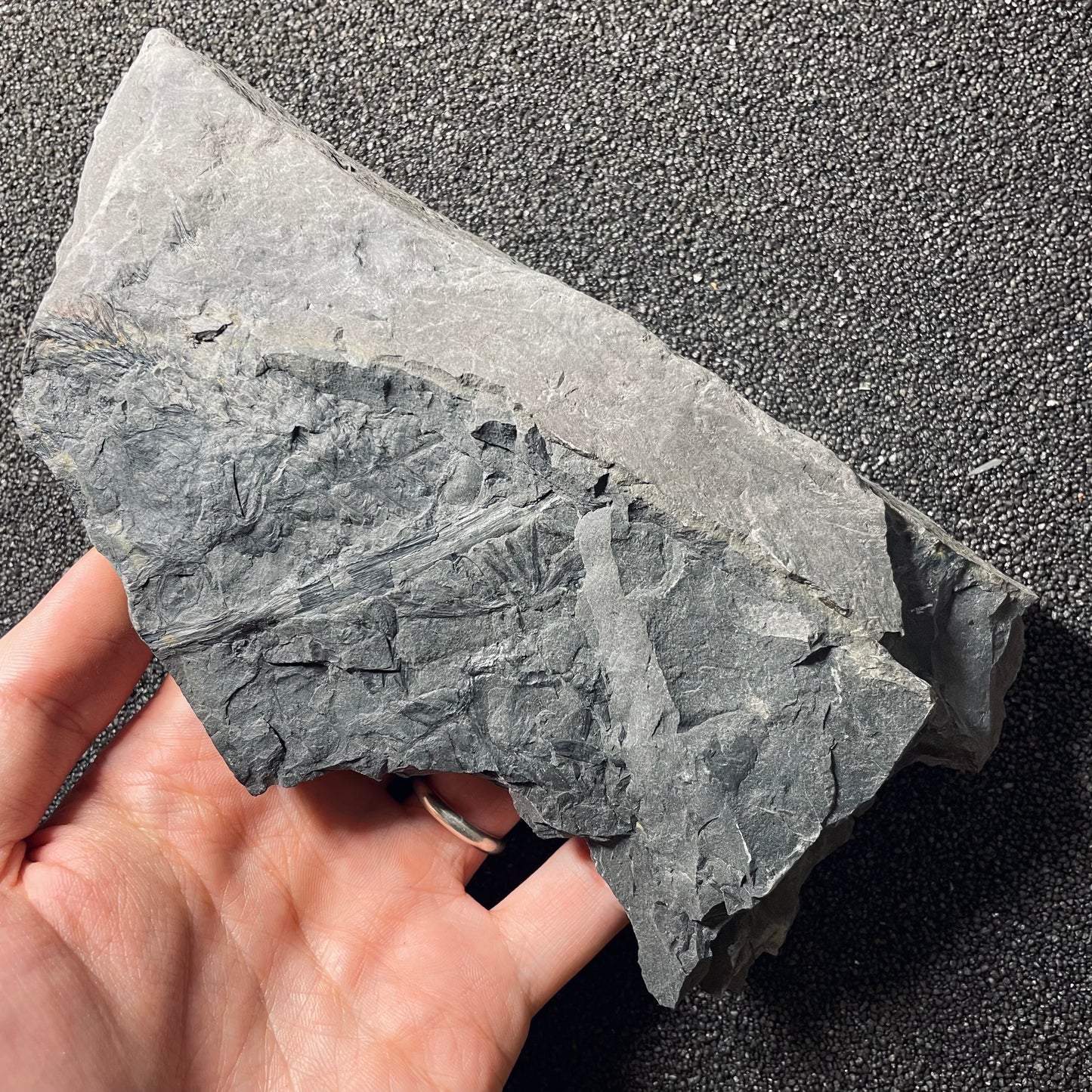 F2491 | Pianta | Lepidodendrales indet.