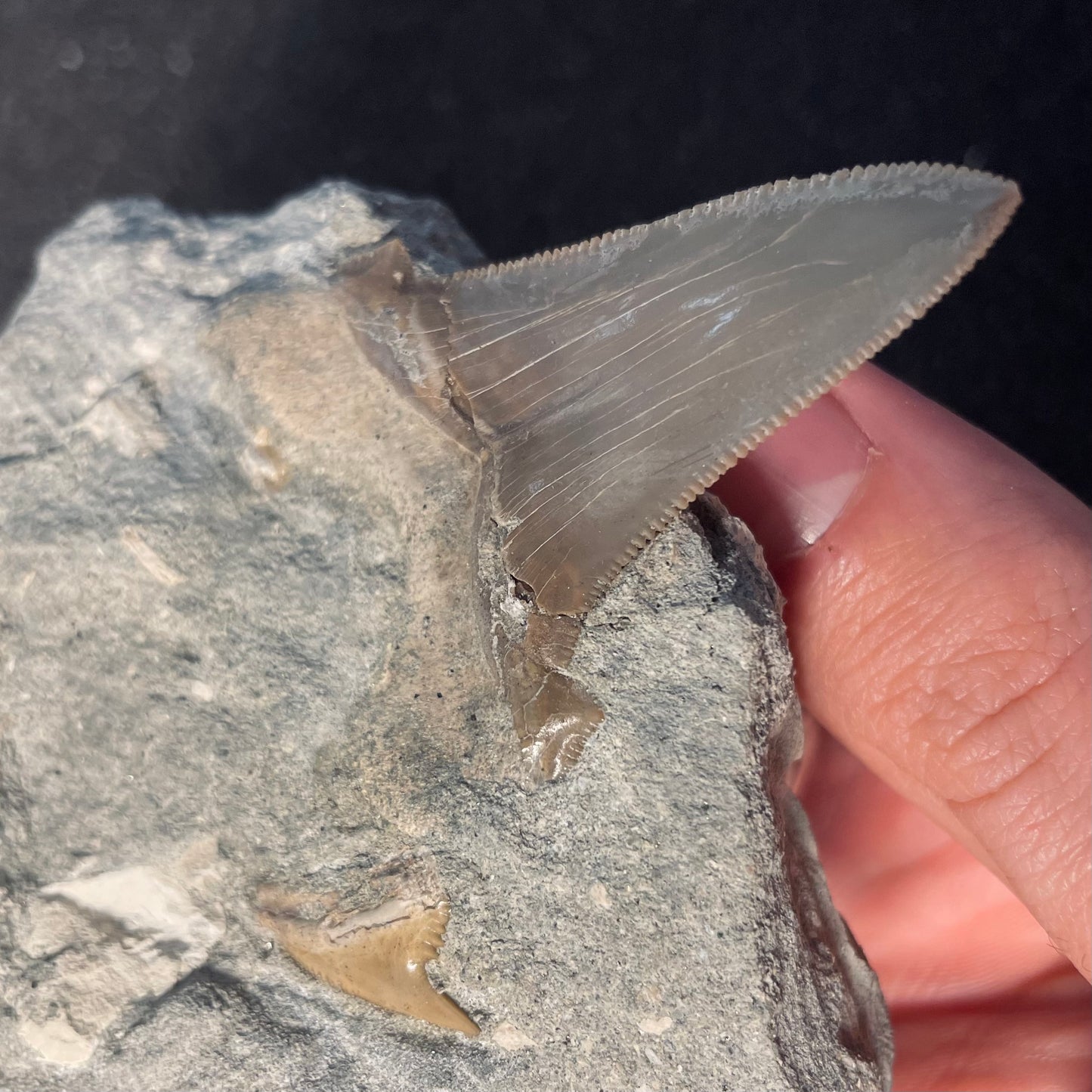 F2326 | RARO | Squalo | Otodus angustidens & Carcharhinidae indet.