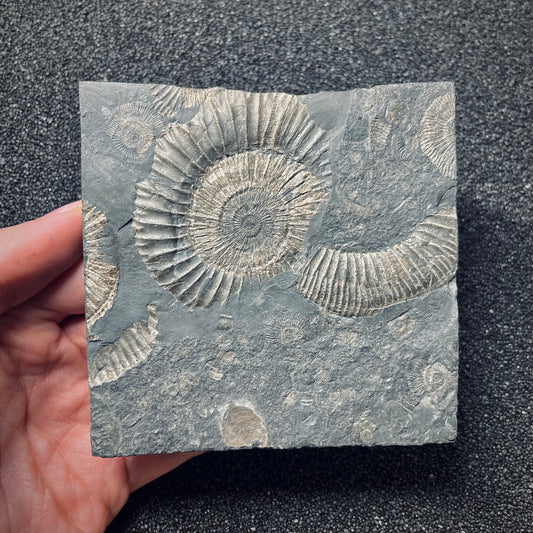 FNP18 | Fossile da preparare | Ammonite | Dactylioceras commune