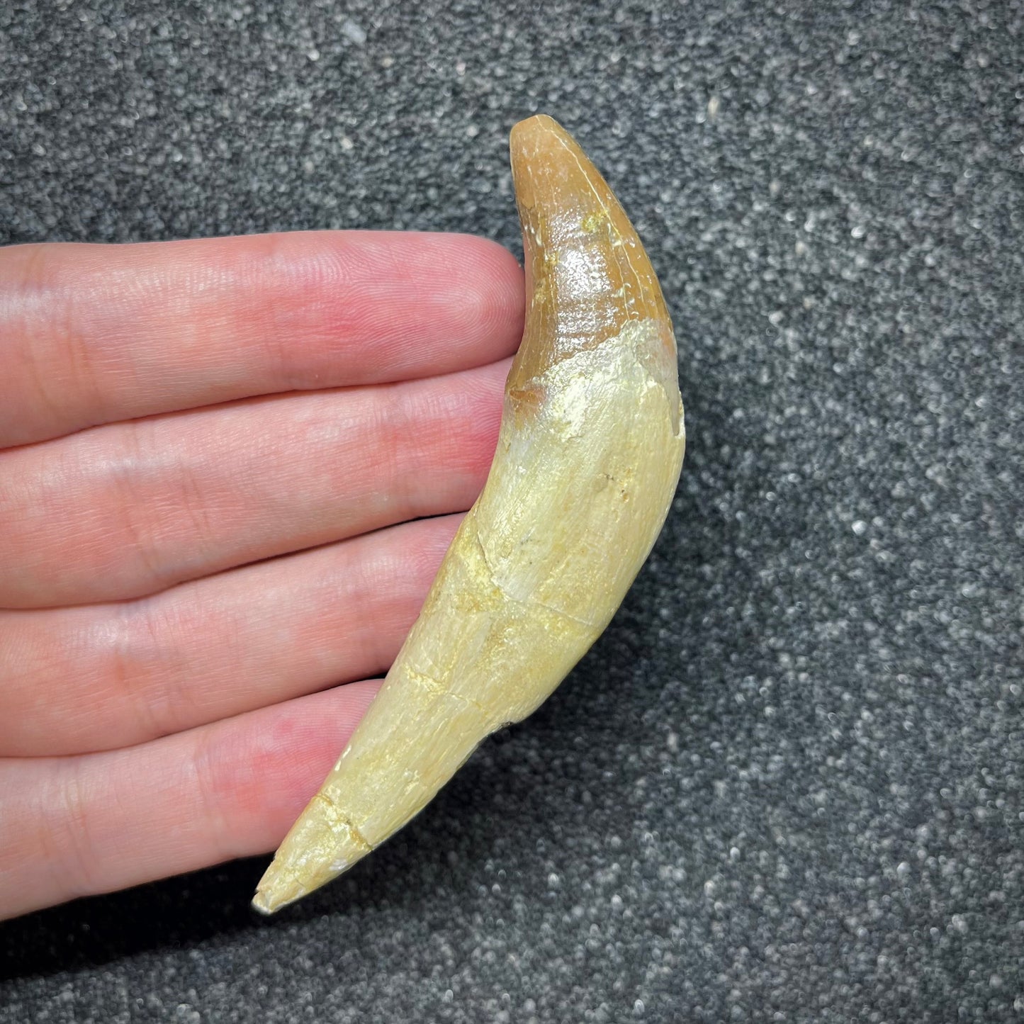F2936 | Cetaceo | Basilosauridae indet.