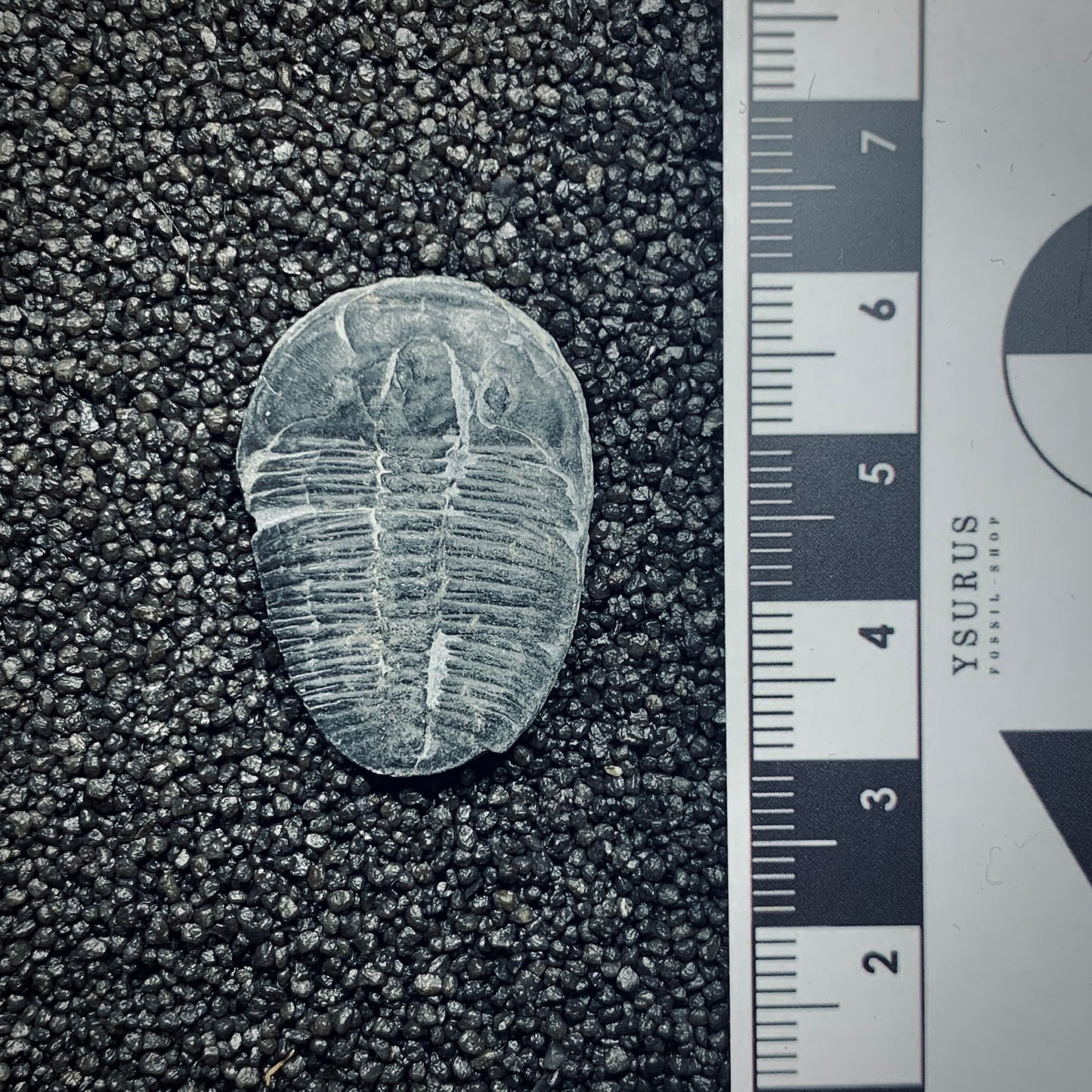 F777 | Trilobite | Elrathia kingii