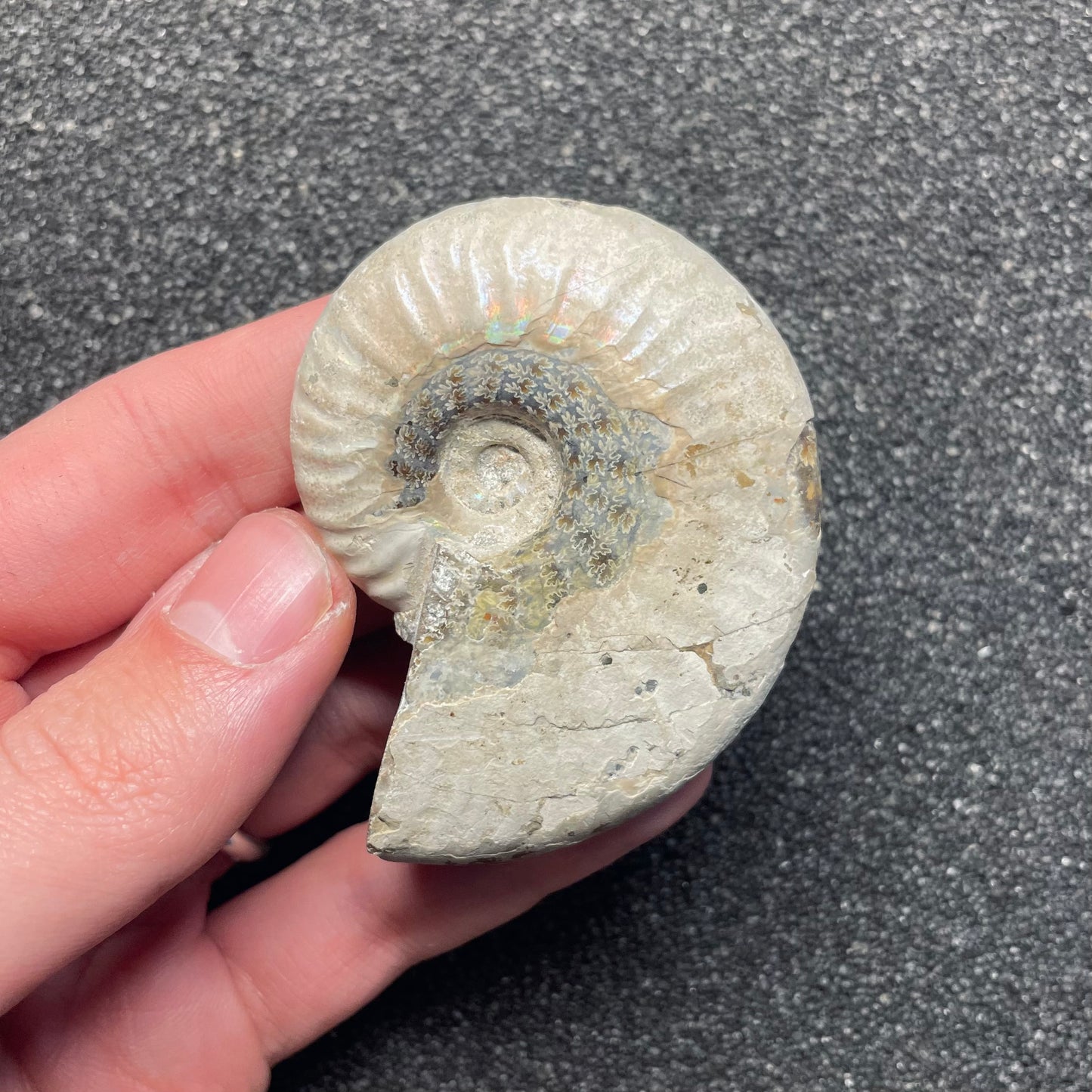F2382 | Ammonite | Cleoniceras sp.