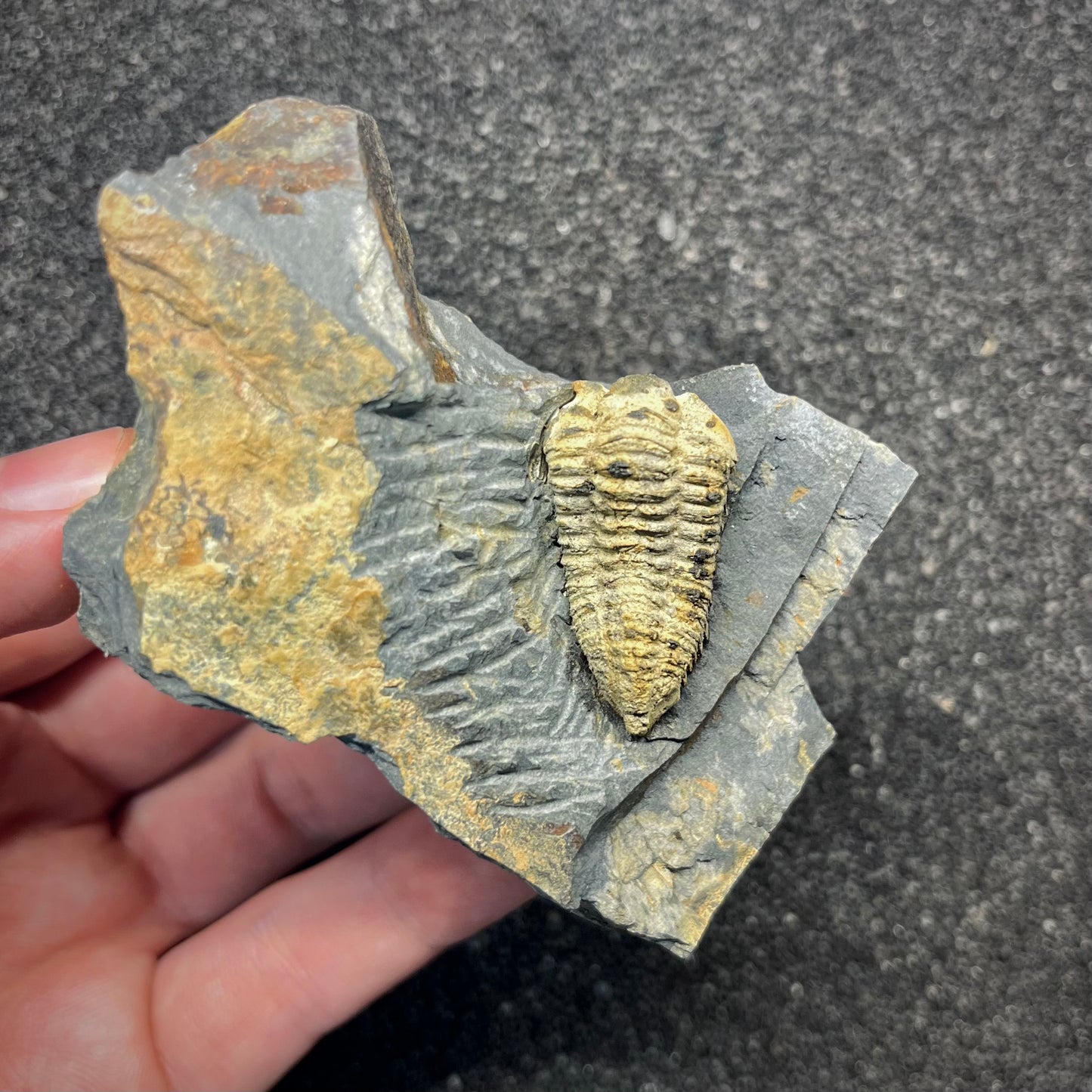 F2945 | Trilobite | Colpocoryphe rouaulti