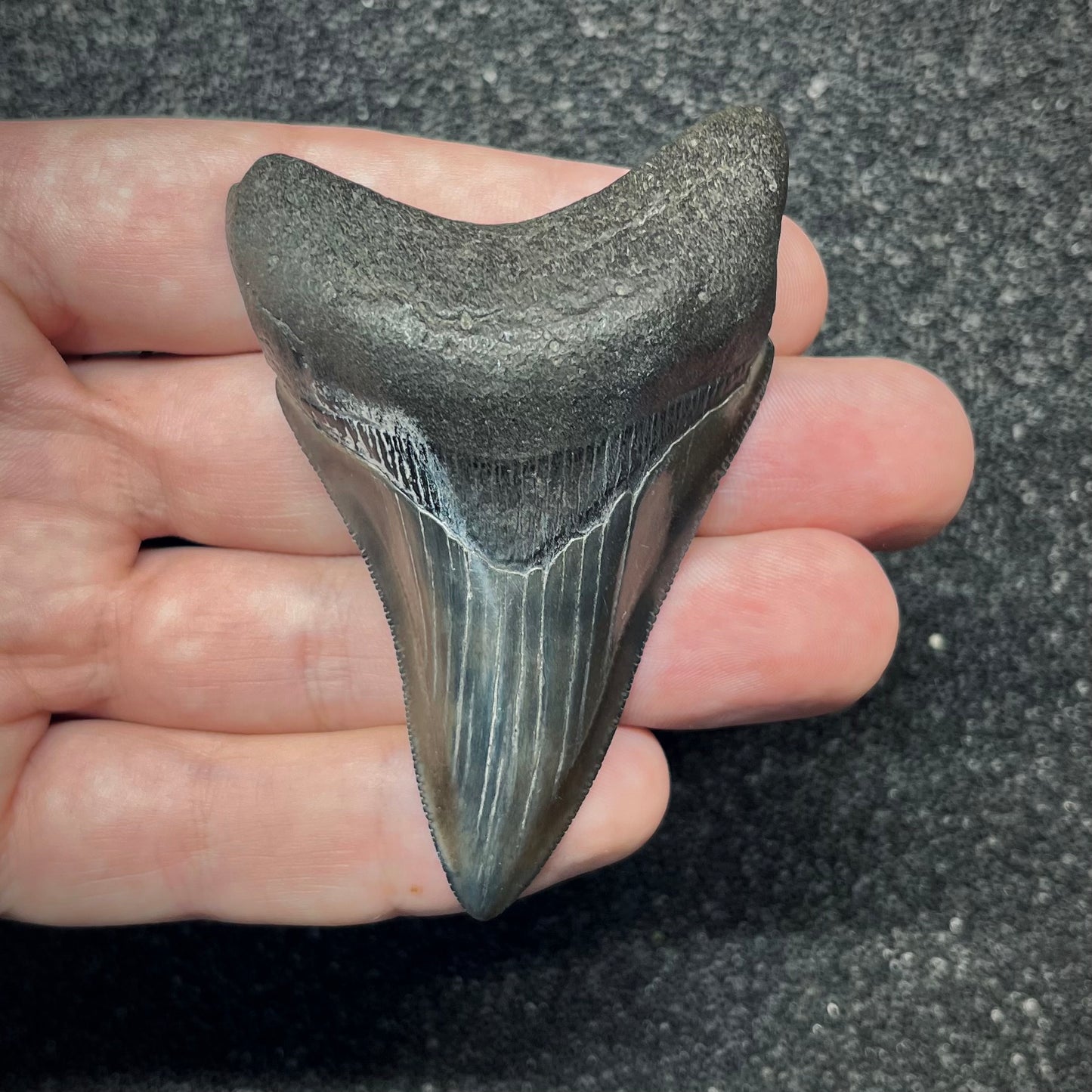 F2866 | Squalo | Otodus megalodon