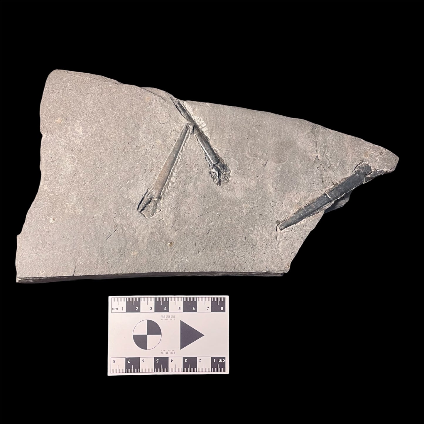 F2401 | Belemnite | Belemnoidea indet.