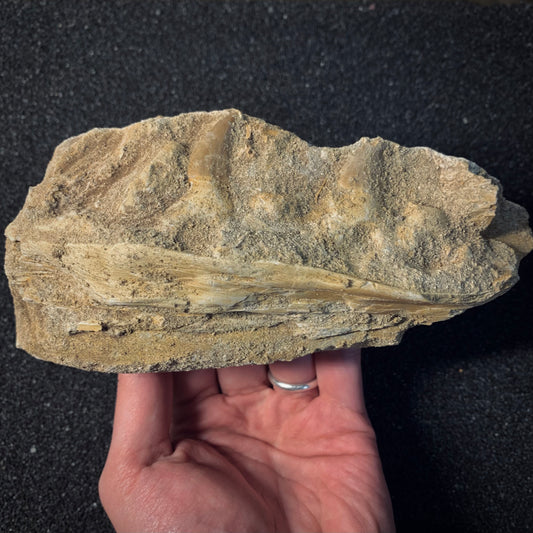 FNP12 | Fossile da preparare | Mosasauro | Prognathodon sp.