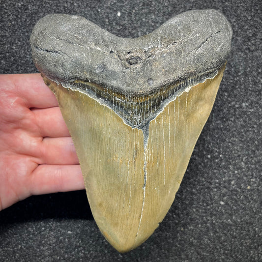 F2935 | Squalo | Otodus megalodon
