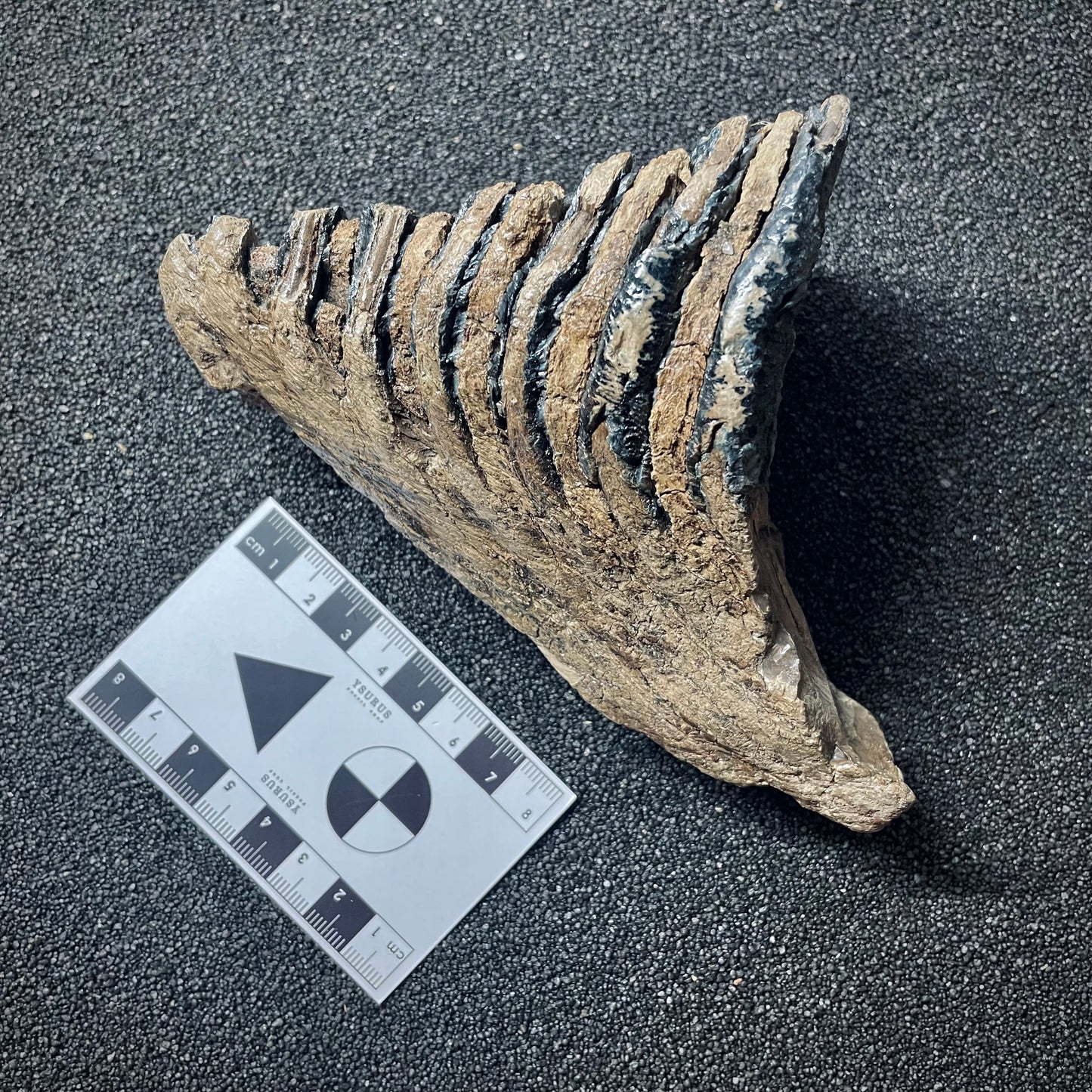 F1905 | Mammut | Mammuthus sp.