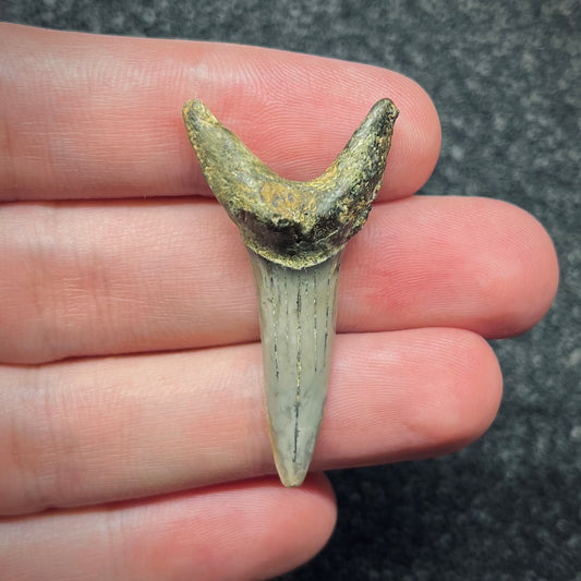 F2734 | Squalo | Odontaspididae indet.
