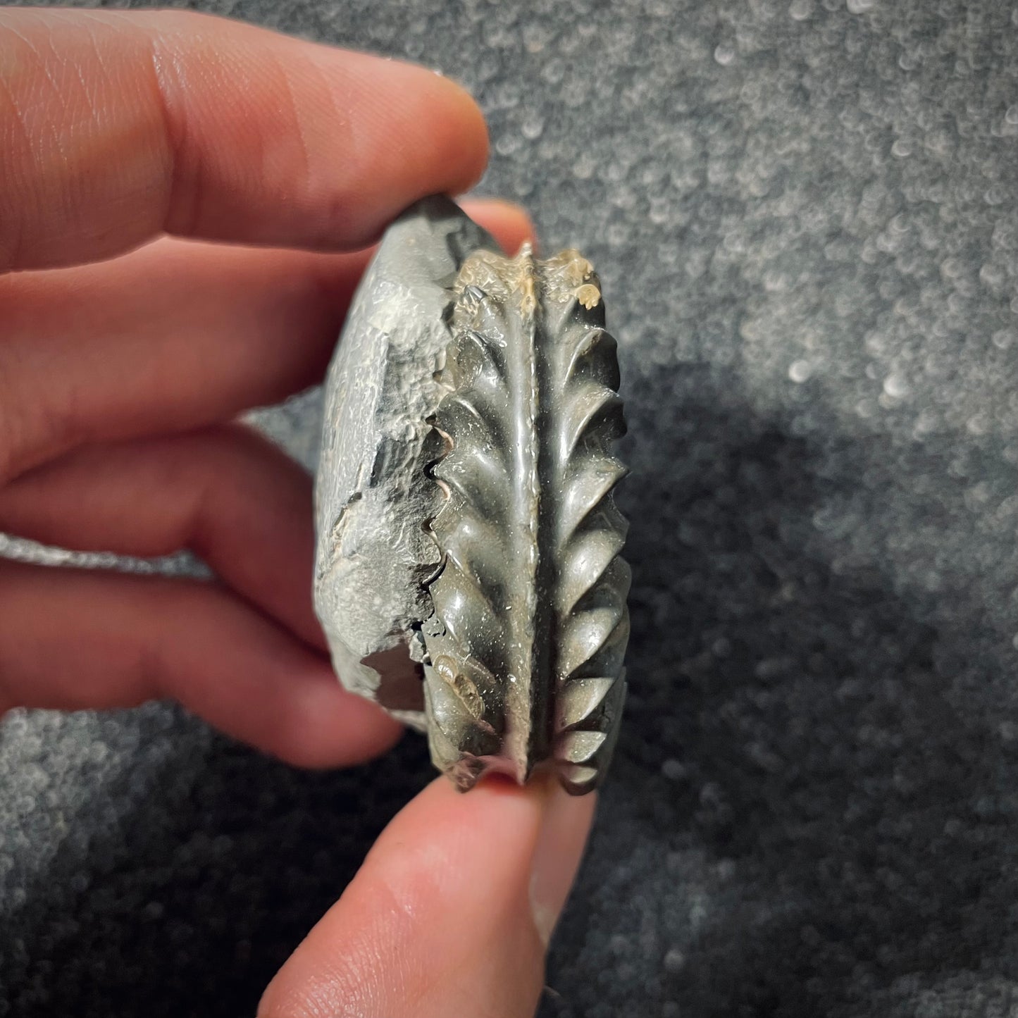 F2560 | Ammonite | Pleuroceras spinatum